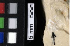 Foto (Detailansicht) von Cracensigillatus gracilirostrus (Robins et al., 2013) (NHMW-GEO-1990-0041-0178)